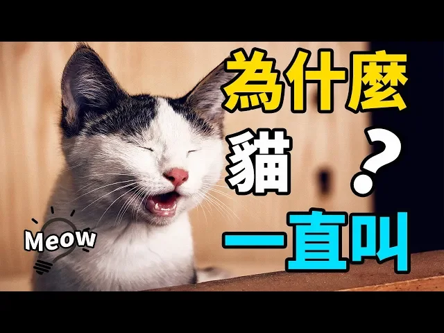 貓咪為什麼一直叫?學會這1招貓不再鬧還更愛你!